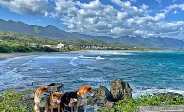 苗栗大湖一日遊！樟之細路老官路步道！遠眺鯉魚潭湖光山色！大湖尊梨香甜脆口超多汁！