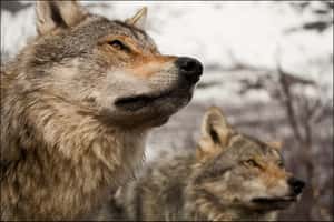 芬蘭「獵殺野狼」行動