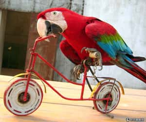 Google挑戰函：這是腳踏車？還是一隻鳥？