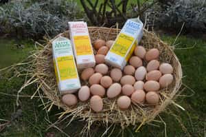 遵循古法  梵諦岡的修補外牆材料：牛奶油漆