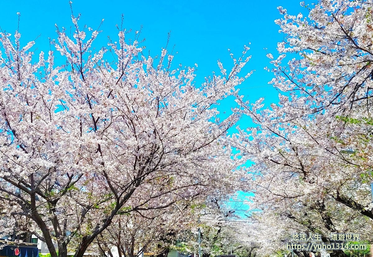 東京自由行,東京景點,東京私房景點,東京櫻花景點,谷根千-谷中銀座,谷中銀座商店街,根津神社,東京櫻花開花預測,東京賞櫻自由行,上野恩賜公園,六義園,東京賞櫻景點