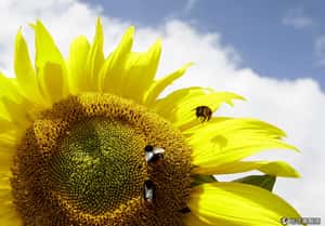 美國意外造成的蜜蜂版世界末日