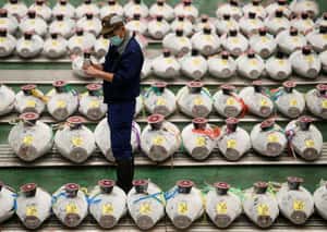 大戶不來、疫情夾擊 日本新春「第一鮪」價格暴跌近九成