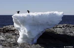 「跟羅馬一樣大冰山擋生路」  南極阿德利企鵝16萬死到剩1萬