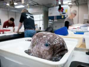 澳洲深海魚研究 抓到世界第一醜的近親