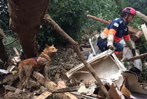 搜救犬能穿鞋嗎？日本專家這麼說