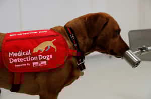 COVID-19檢疫新招：靠狗狗「嗅」出COVID-19的味道