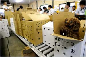 清理滯銷犬 日本寵物回收商興起