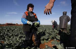 打工度假注意 澳洲將調查外籍工有沒有被剝削