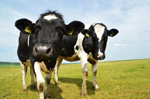 澳洲研究證實牛會說話！也許我們用「哞哞翻譯機」改善動物福利的未來不遠了！