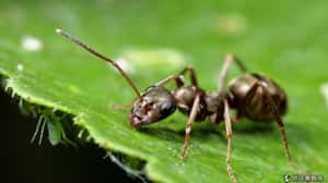 研究：螞蟻們正努力阻止地球暖化