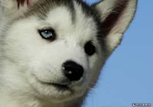 左邊還右邊？尾巴方向解讀狗狗心事