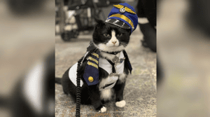 搭飛機前，想要吸點貓咪嗎？舊金山最帥貓地勤已上線