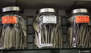 歐盟禁割鰭棄鯊