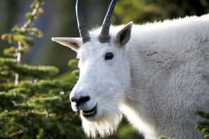 當人太累 英設計師挑戰當羊3天