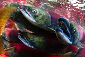 冰河融化的可能受益者？研究：2100年北美洲鮭魚棲息地將大幅增加