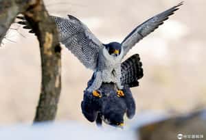 【緊抱枕頭不放手的地球 24小時】03/04 動物百態：游隼篇