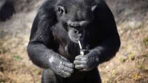 北韓吸菸黑猩猩    用健康吸引觀光客