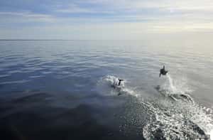 死前一定不用做的100件事