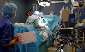 器官移植大躍進  豬心人用馬欸通