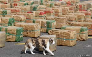 鴨肉當成鵝肝賣   全球57國警力聯手破獲上萬噸違法食物