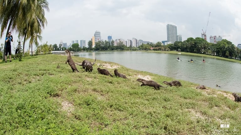 文章插圖