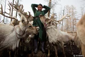 不能打獵如同失去自我 蒙古國馴鹿牧民的美麗與哀愁