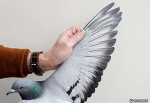 速度快到不合理  中國賽鴿史上首次有人作弊