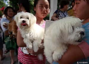 美東相繼發現狂犬病案例