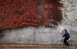 人口老化生產力大失血，丹麥維持福利國家要靠機器人