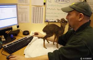 更勝小鹿斑比 非洲特有科氏犬羚