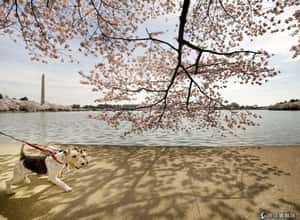 春天新氣象   全球迎春美景