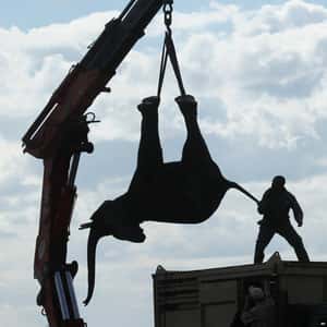 橫跨上百公里，馬拉威展開史上最大人工遷移大象計畫