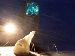 挪威「末日」種子庫被融水入侵  也許不用太擔心