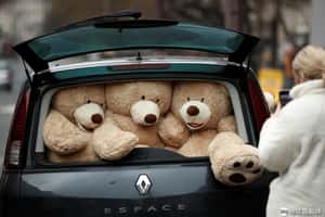 熊熊準備冬眠去  巴黎揮別暖心泰迪熊