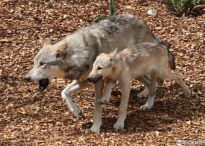 活著見狼死了見屍 生態團體懸賞失蹤的比利時野狼媽媽