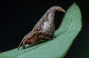 新種蜘蛛命名  取自”哈利波特”