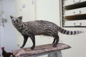 撿屍護生態！路殺社八年成就解鎖