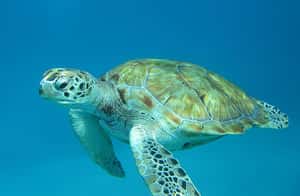 研究：龜殼不是為了保護才出現