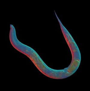 禁慾代言人   1,800萬年沒有性行為的生物