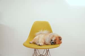 狗狗比你想的還要敏感！研究：狗狗喪友也會哀悼