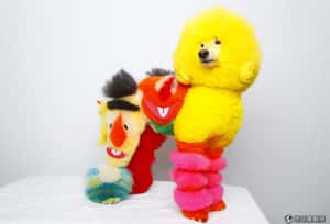 春夏螢光色  狗狗穿上身