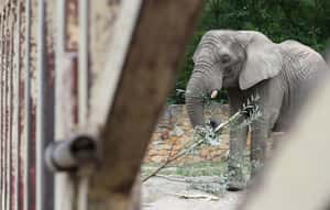 老友離世好憂鬱 波蘭動物園讓傷心大象服用大麻萃取物