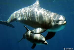 海豚怎麼聊天？ 先喊對方的「海豚名」