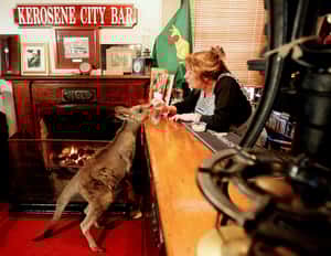 只有袋鼠，沒有距離？研究：人與袋鼠可以溝通