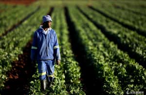 南非農地爭奪戰  白人農夫向前以色列特種部隊學防身