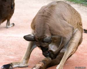 公然自慰不是罪 義大利男子獲判從輕量刑