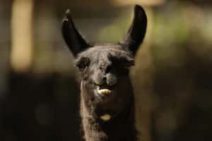 從她的身上找到解法  駱馬「冬天」給人類對抗病毒的秘密武器