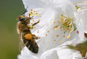 研究：花聽得到蜜蜂嗡嗡聲