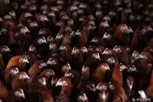 中國傳禽流感致死    疾管局提高檢疫措施